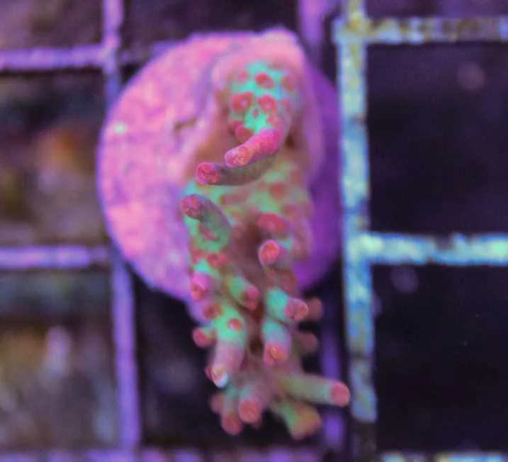Frag Box Corals