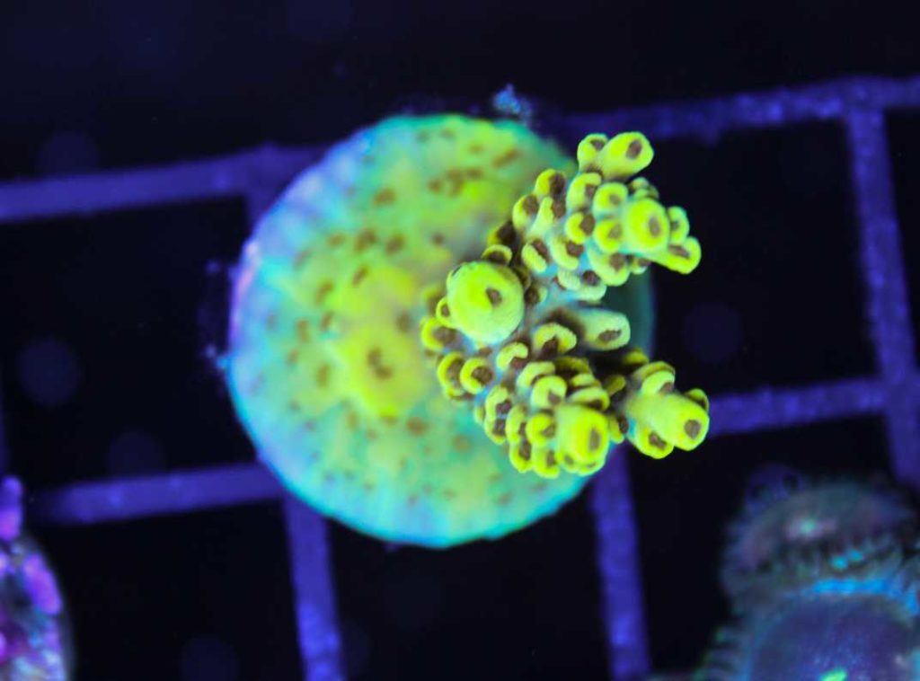 Frag Box Corals