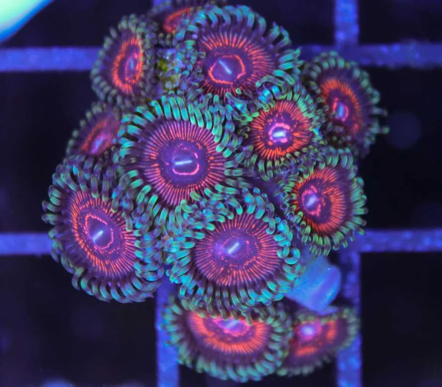 Frag Box Corals