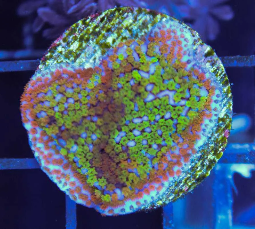 Frag Box Corals