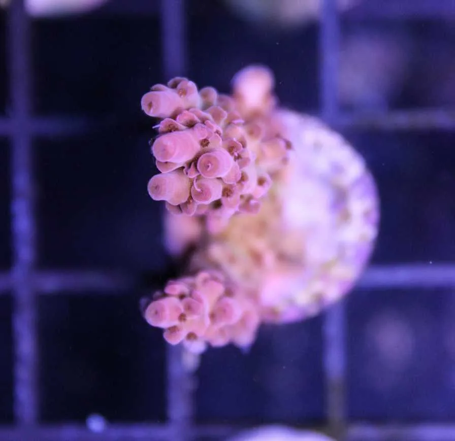 Frag Box Corals