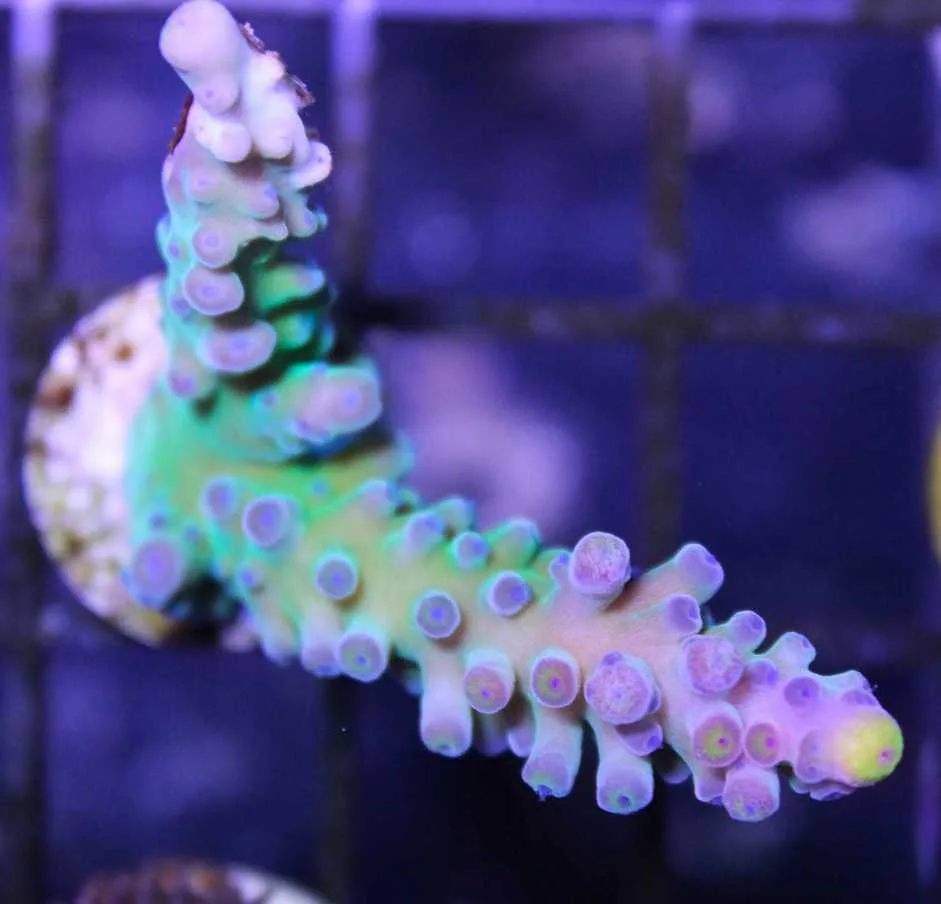 Frag Box Corals