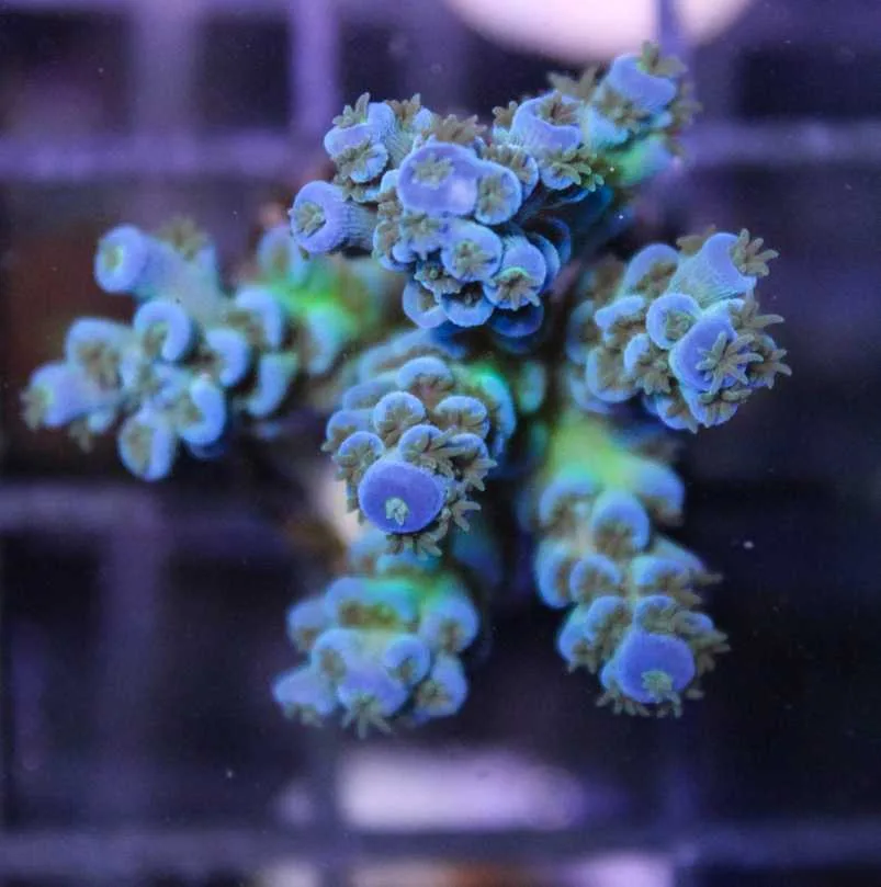 Frag Box Corals