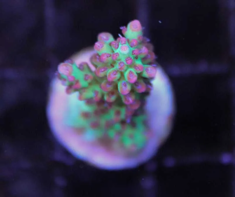 Frag Box Corals