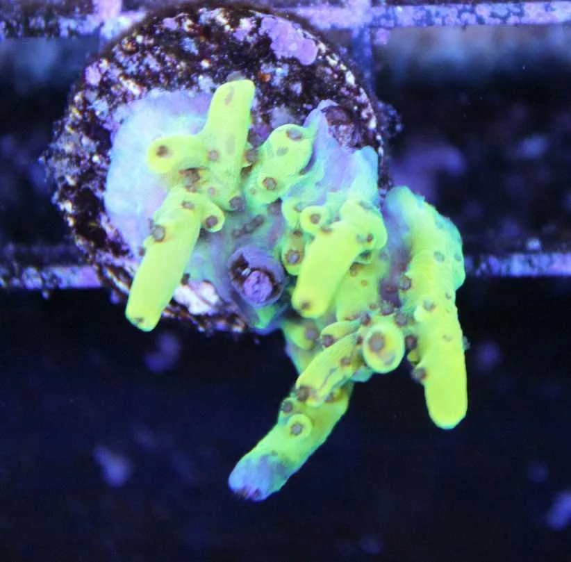 Frag Box Corals