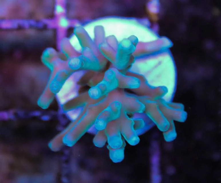 Frag Box Corals