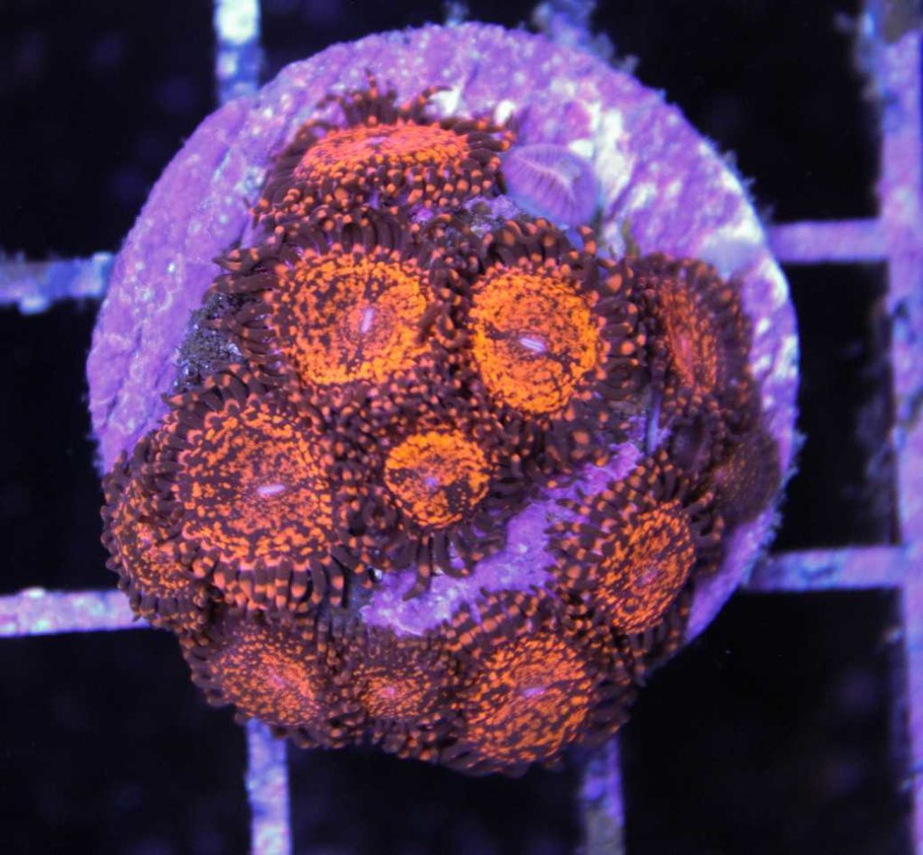 Frag Box Corals