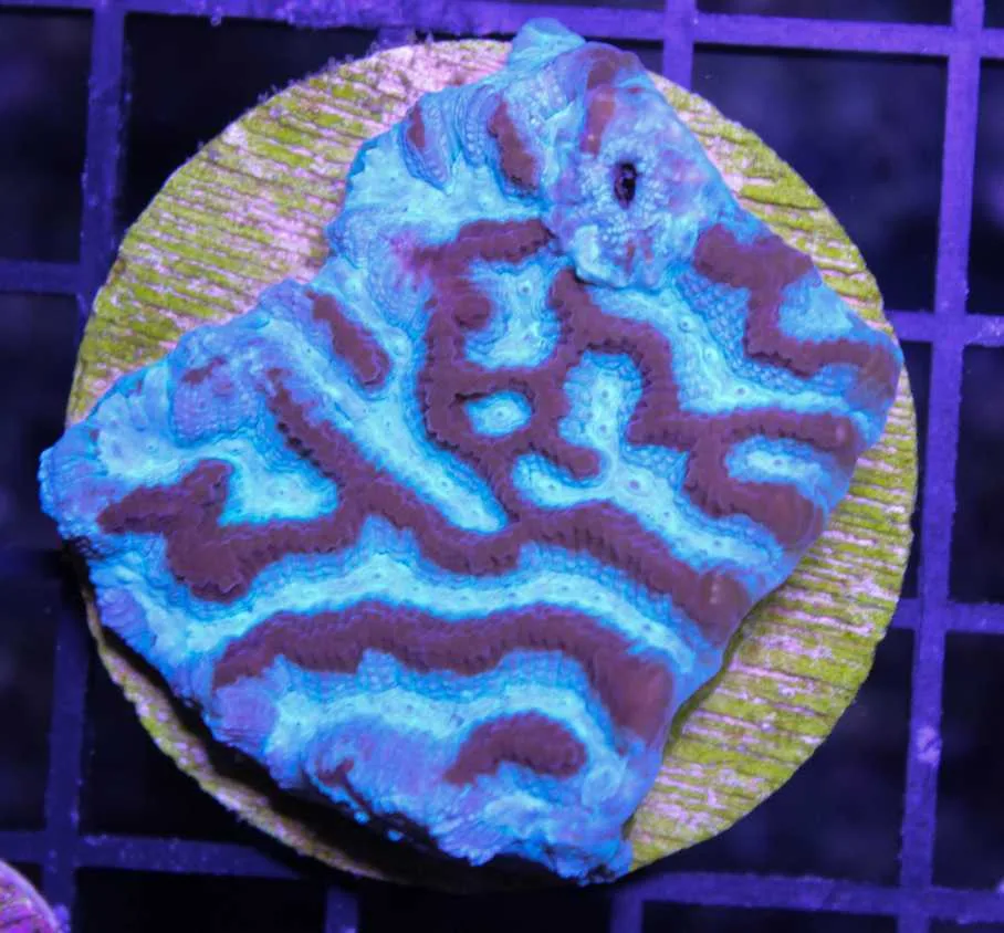 Frag Box Corals