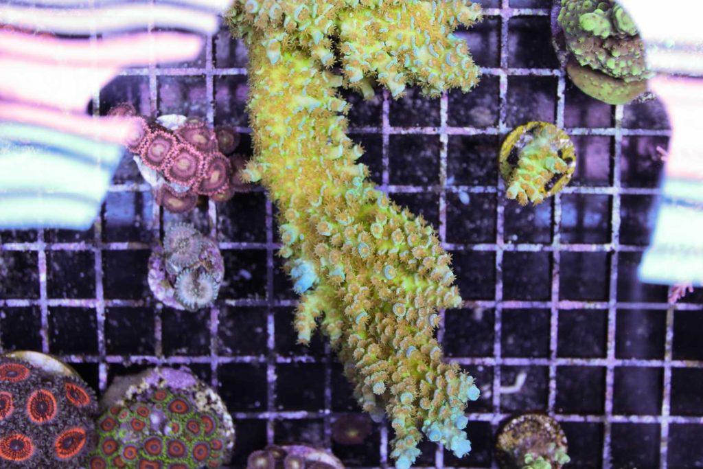 Frag Box Corals