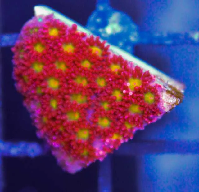 Frag Box Corals