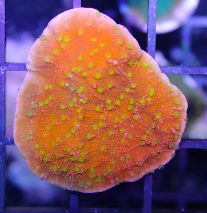 Frag Box Corals