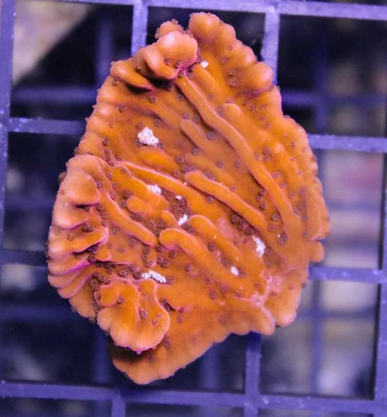 Frag Box Corals