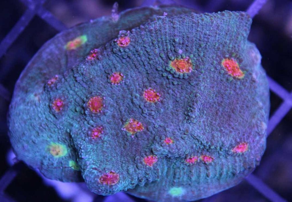 Frag Box Corals