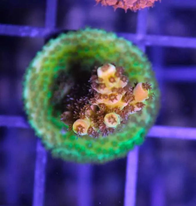 Frag Box Corals