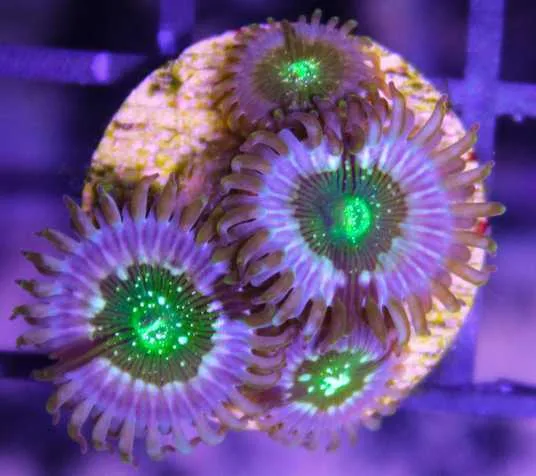 Frag Box Corals