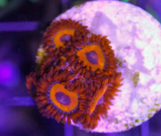 Frag Box Corals