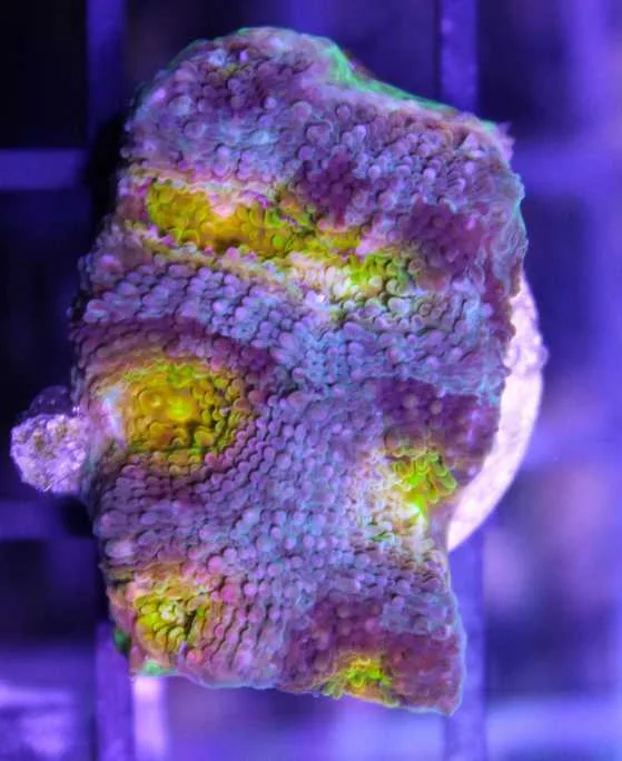 Frag Box Corals