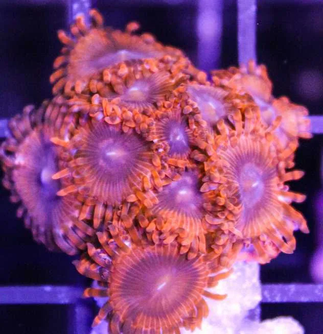 Frag Box Corals