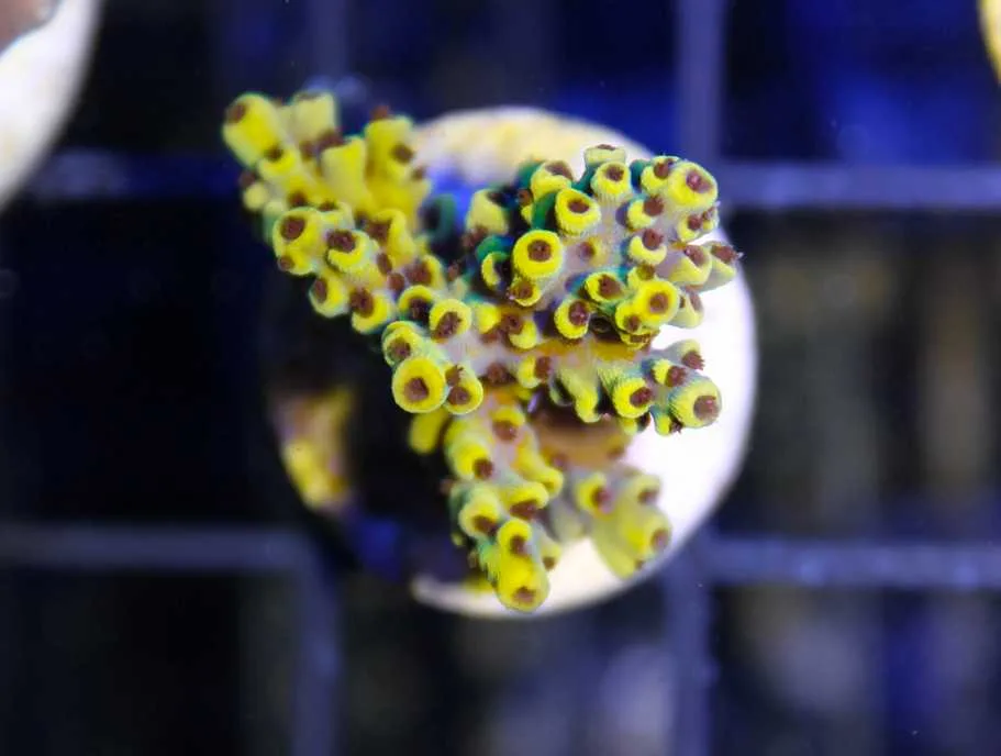 Frag Box Corals
