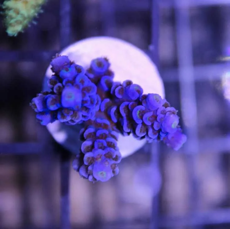 Frag Box Corals