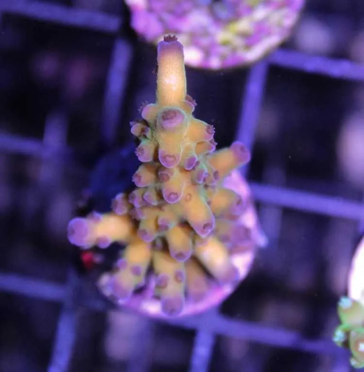 Frag Box Corals