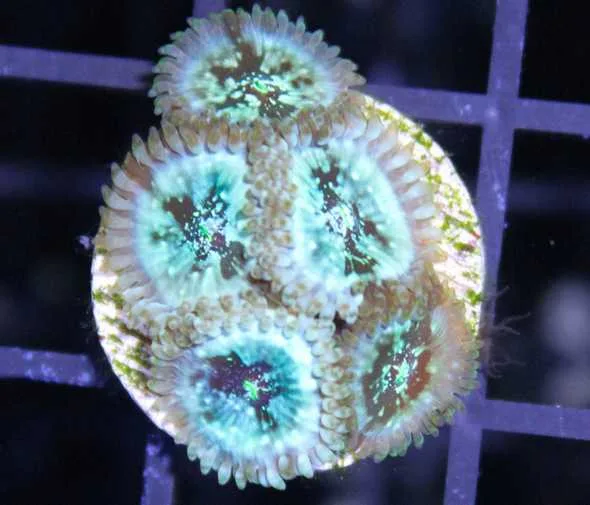 Frag Box Corals
