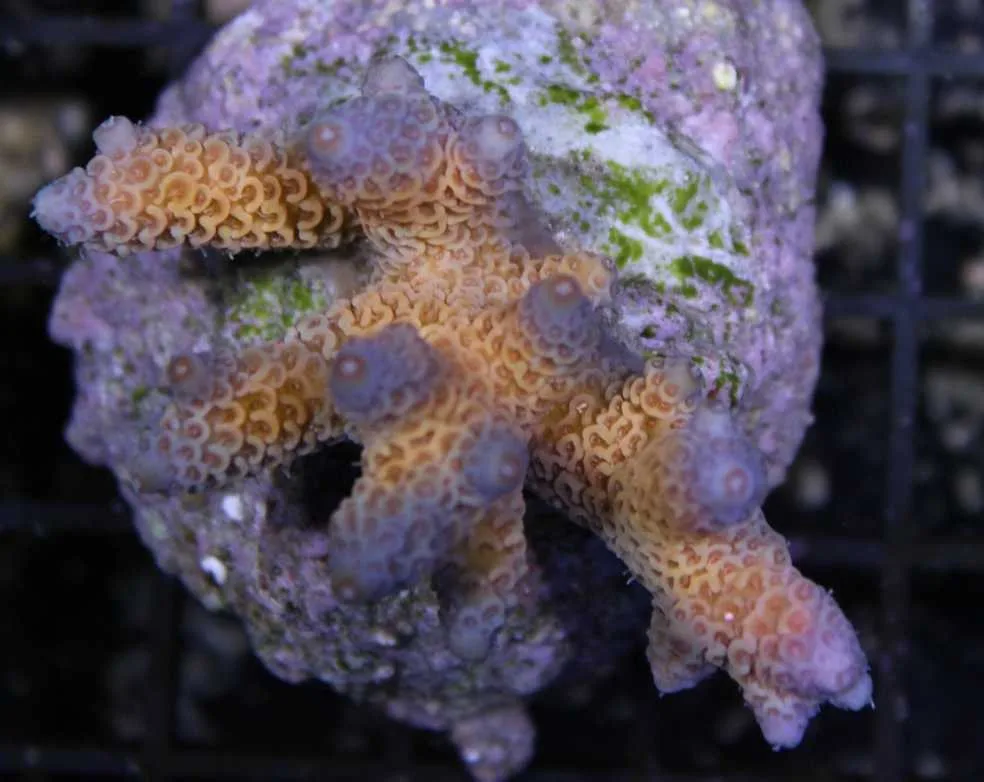 Frag Box Corals