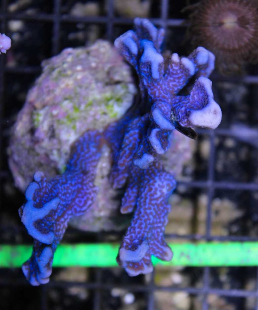 Frag Box Corals