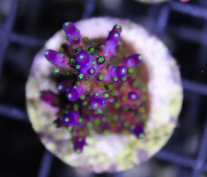 Frag Box Corals