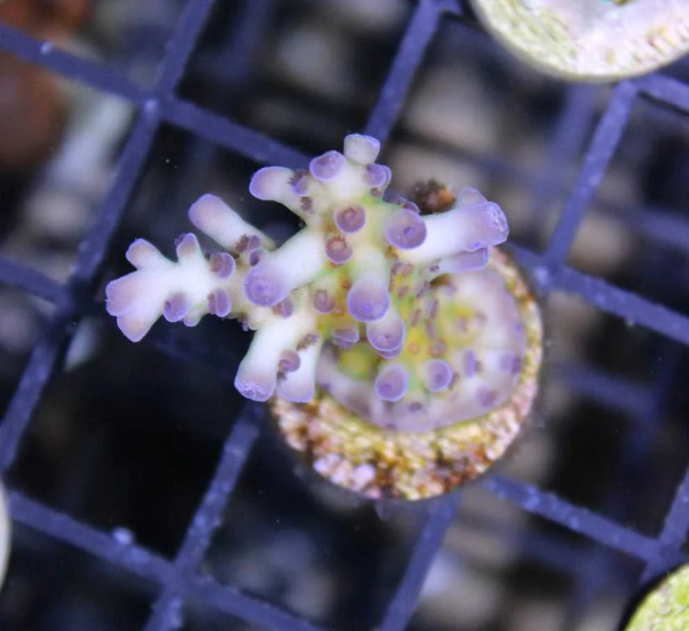 Frag Box Corals