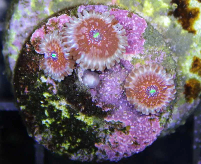 Frag Box Corals