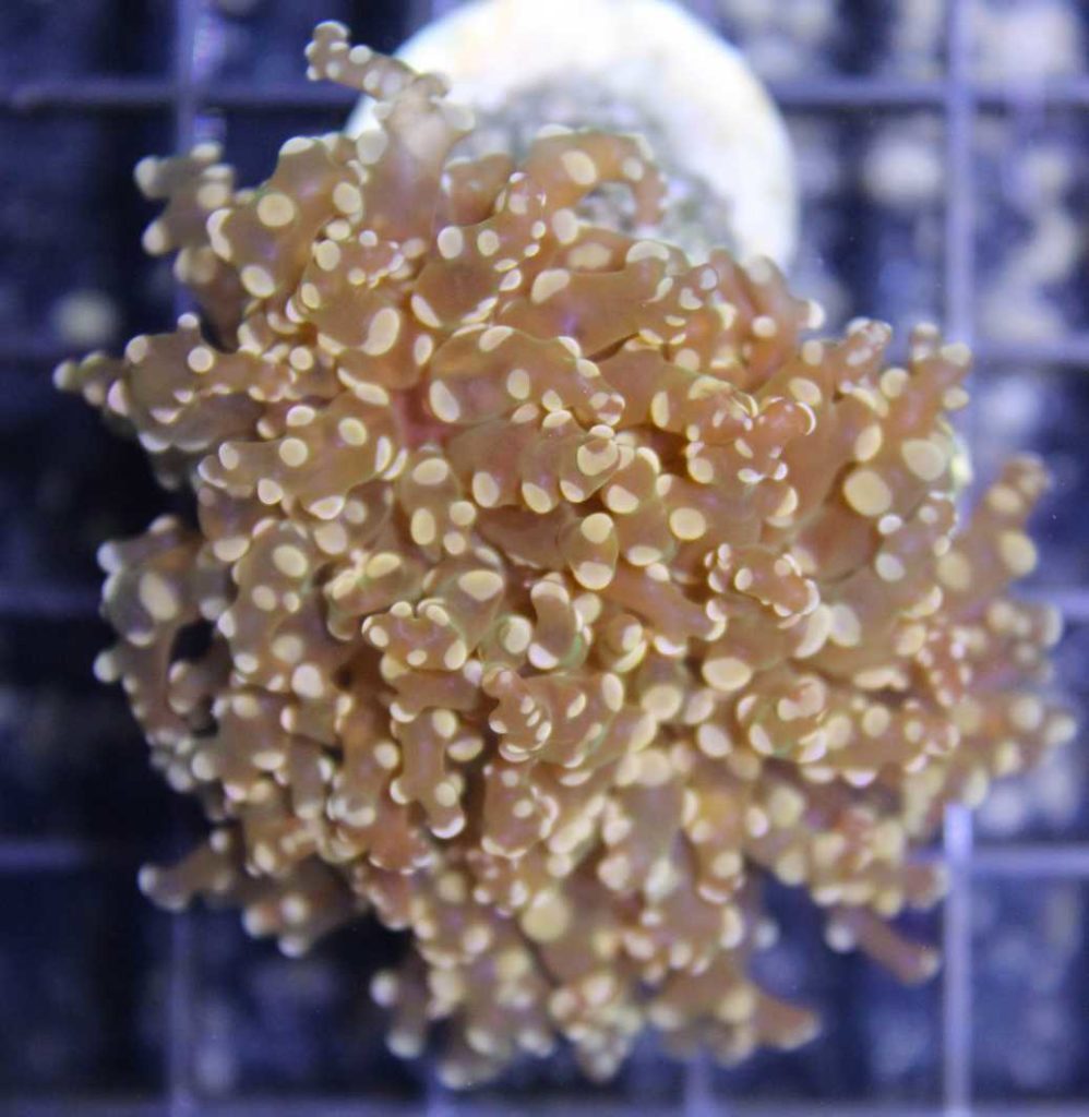 Frag Box Corals