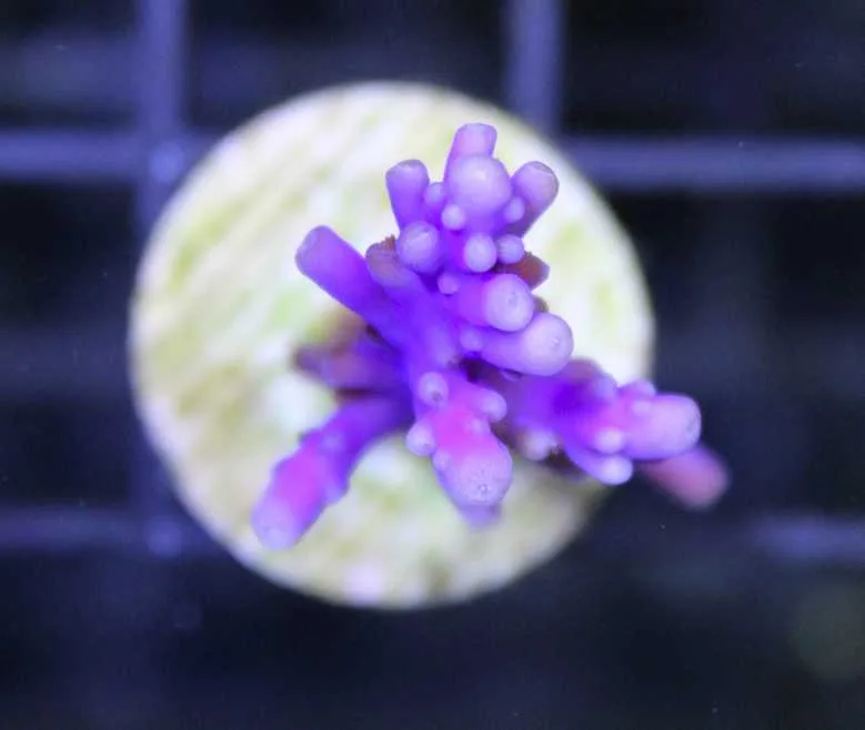 Frag Box Corals