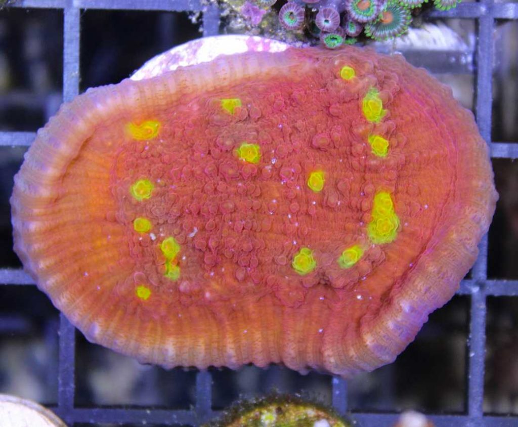 Frag Box Corals