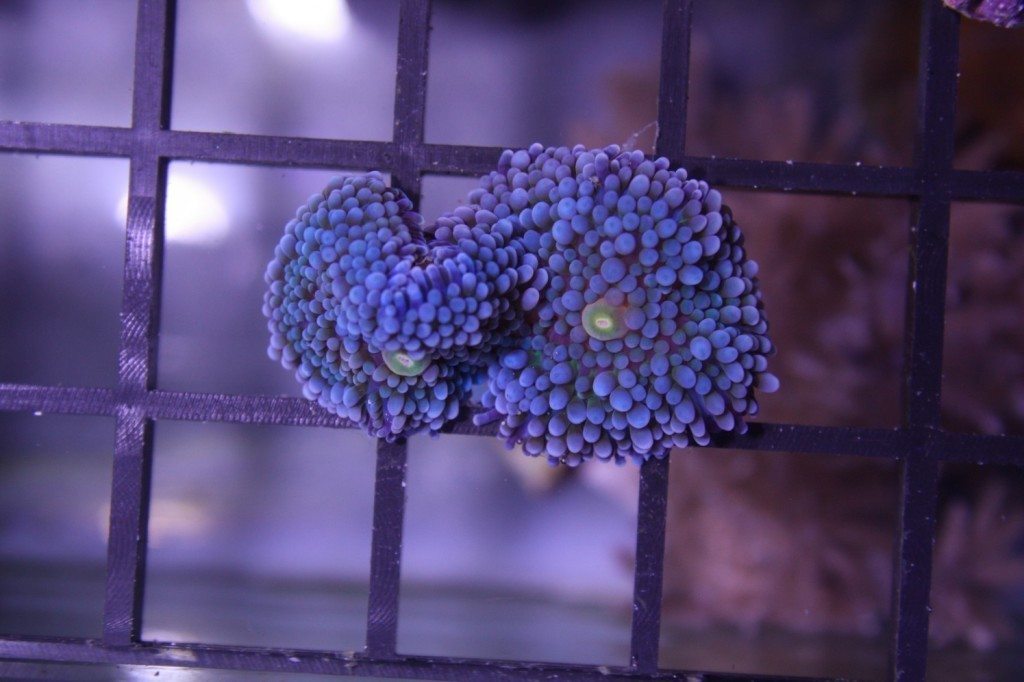 Frag Box Corals