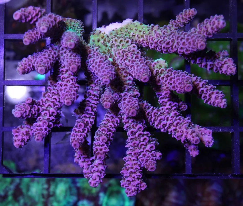 Frag Box Corals