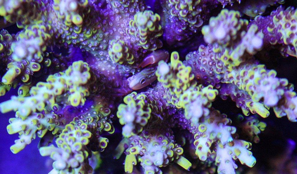 Frag Box Corals