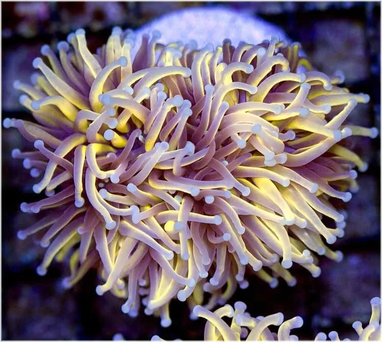 Frag Box Corals