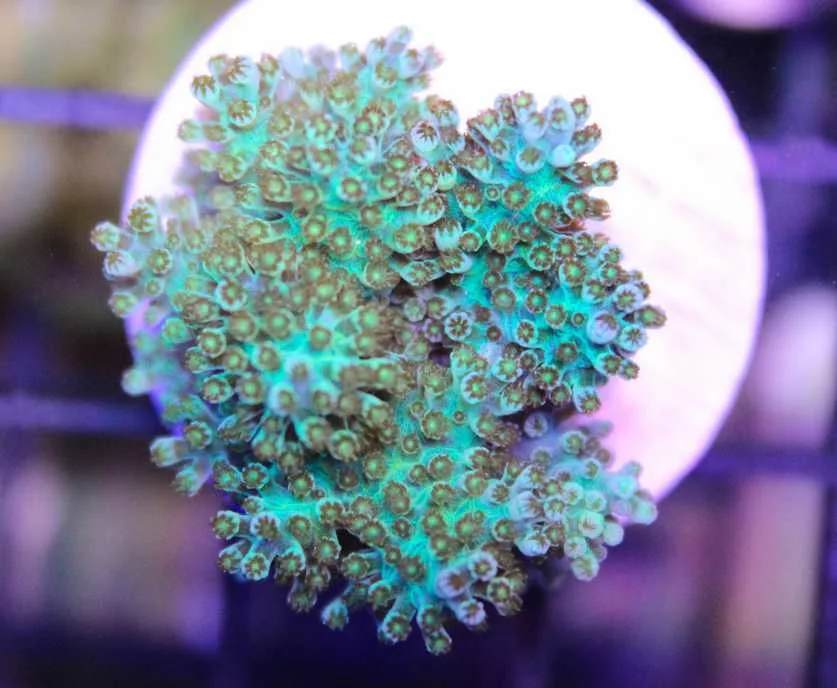 Frag Box Corals