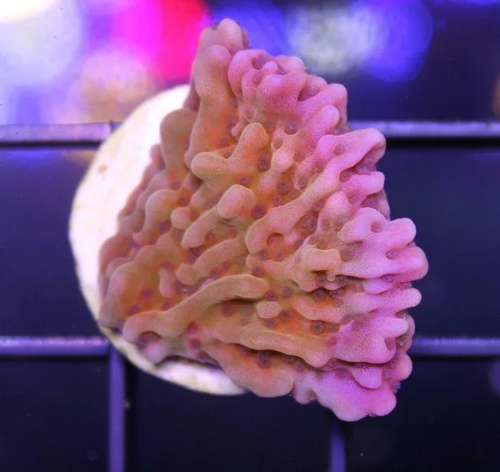 Frag Box Corals