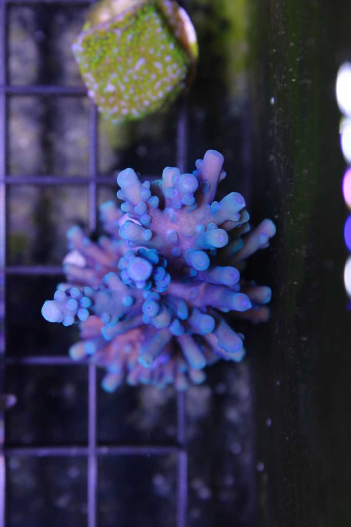 Frag Box Corals