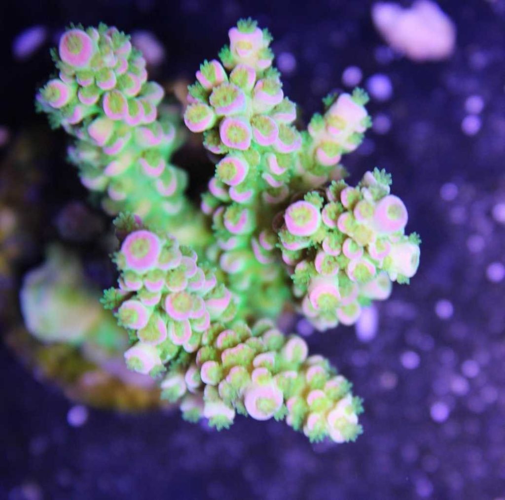 Frag Box Corals