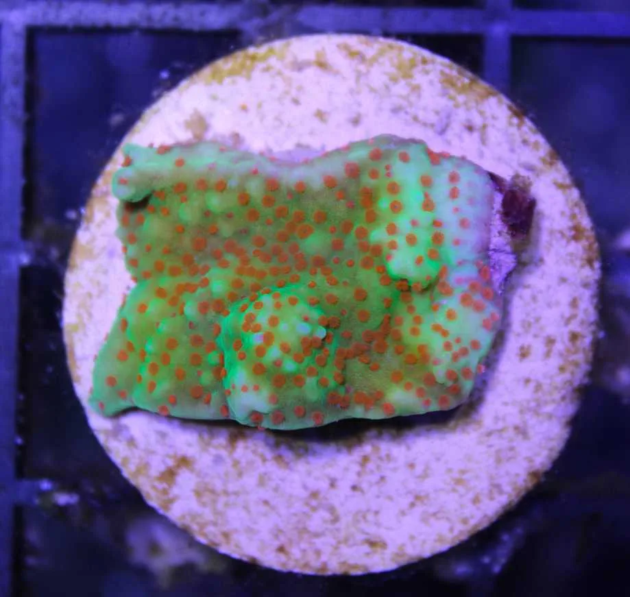 Frag Box Corals