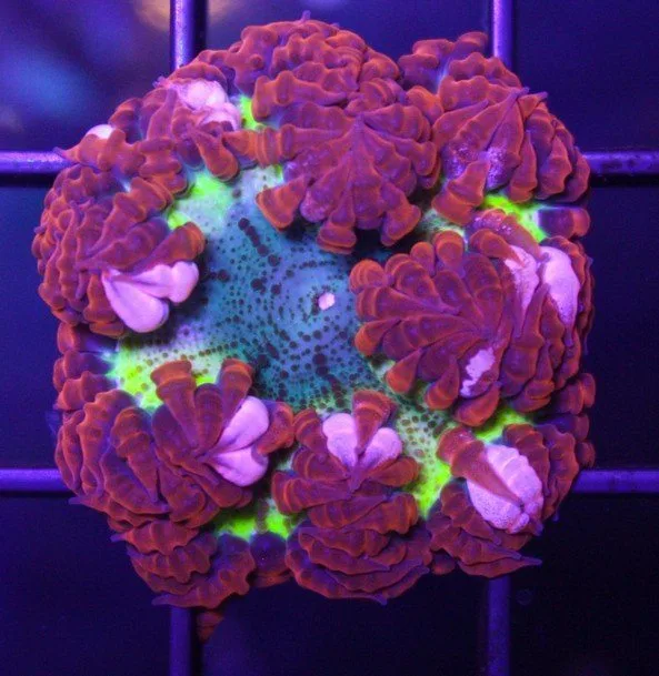 Frag Box Corals