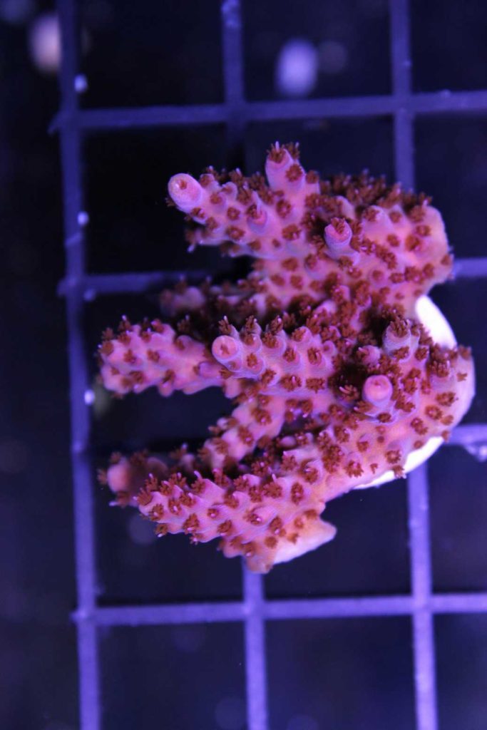 Frag Box Corals
