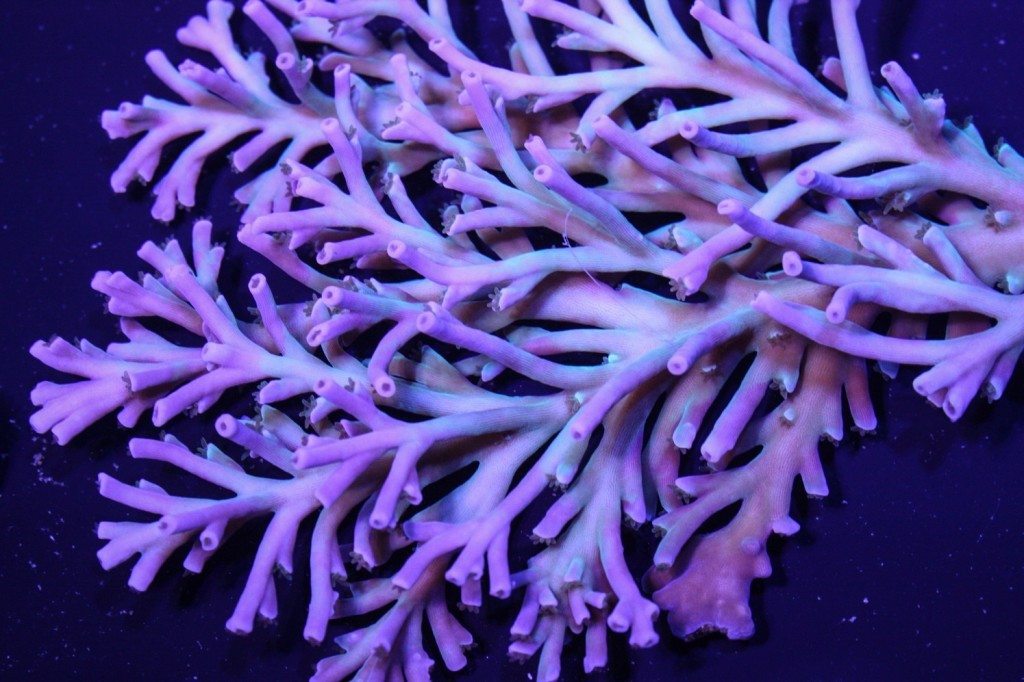 Frag Box Corals