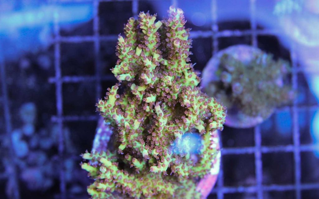 Frag Box Corals