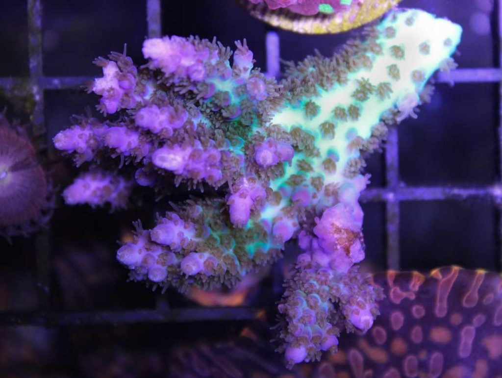 Frag Box Corals