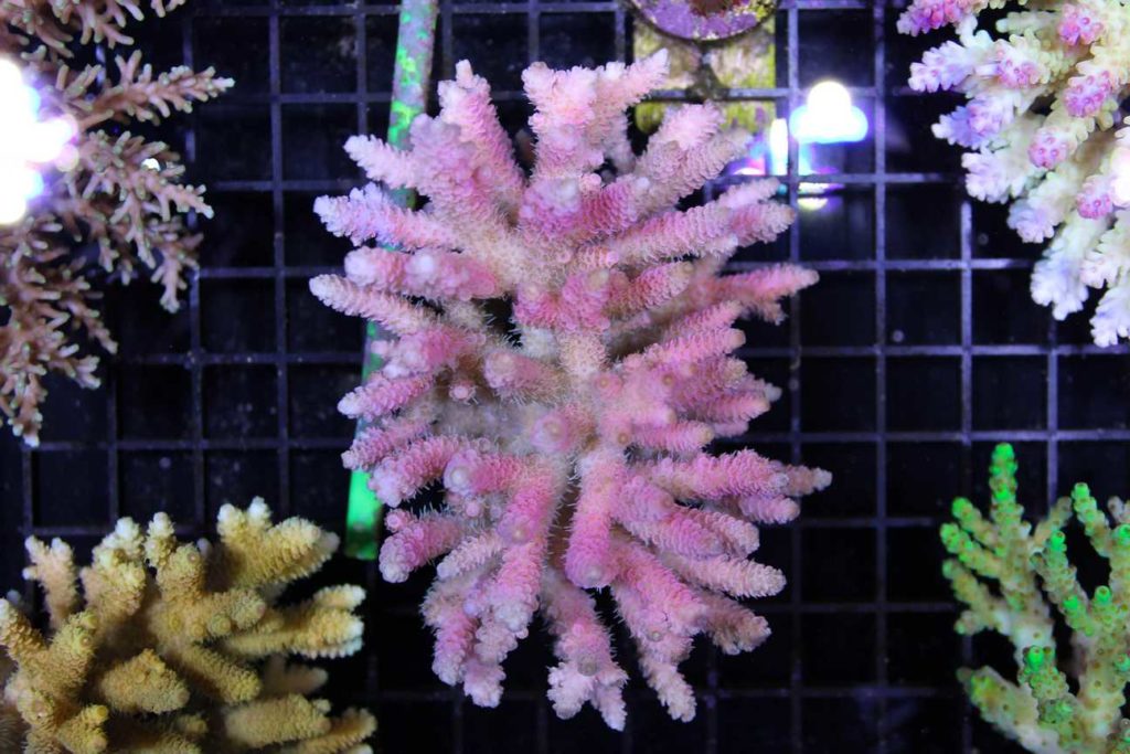 Frag Box Corals