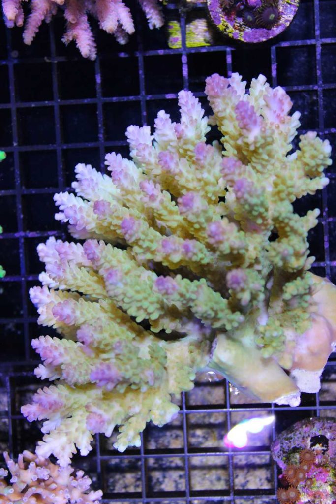 Frag Box Corals